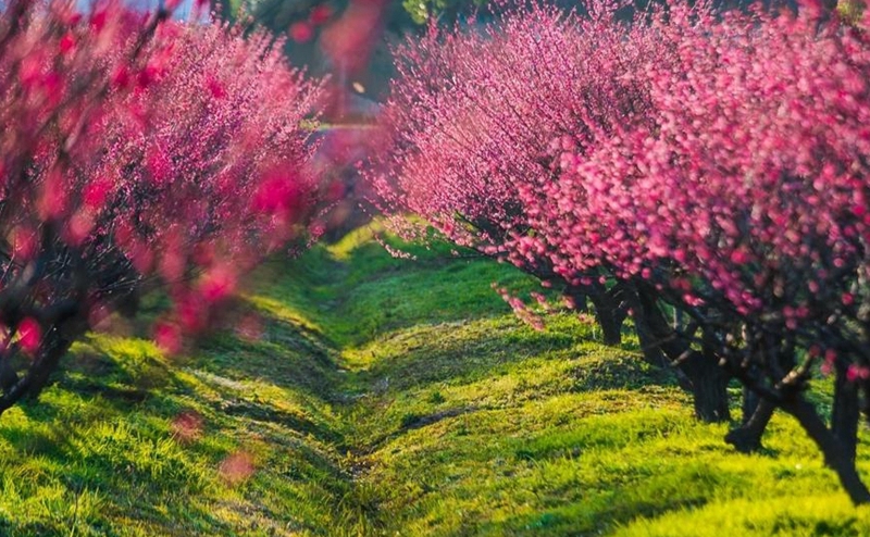 【醜小鴨旅拍自駕】3月23日(週二)行攝土門峪桃花山,二龍塔挖野菜 1日