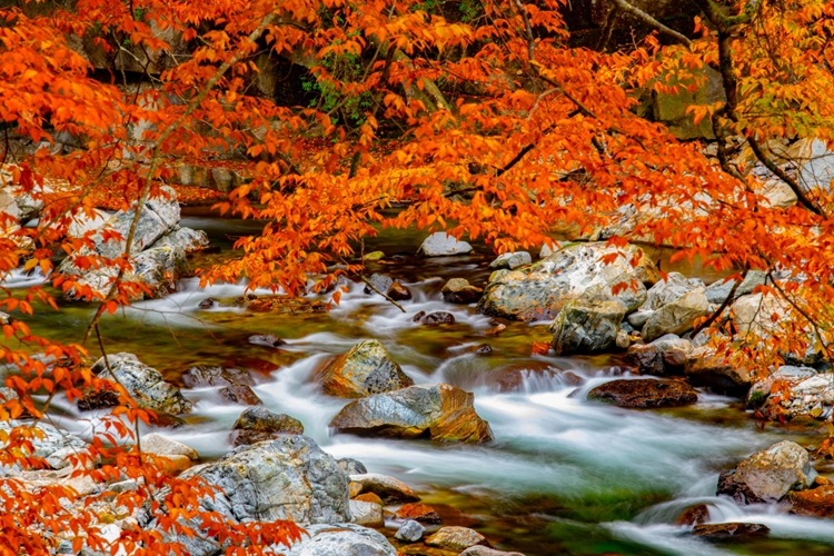 <私家团·秦巴深度摄影7日游>穿越秦岭山区最美山路 | 打卡秋日绝美风景 | 漫步悠悠古街 | 找寻千年古树  | 专业领队+摄影领队指导 | 升级4晚四钻酒店住宿 | 加送一晚西安住宿 | 免费赠送接机服务 | 纯玩0购物 | 黄柏塬风景区+光雾山大坝景区+十八月潭+狮子沟+留坝老街 深度摄影7日游